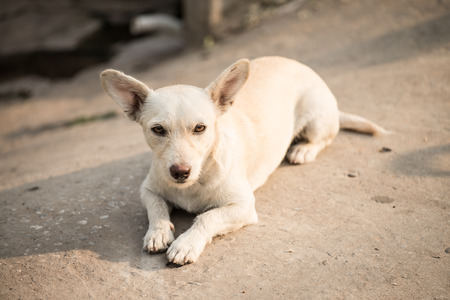 Female dog is breed native in Thailand.の写真素材