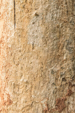 Wooden textureの写真素材