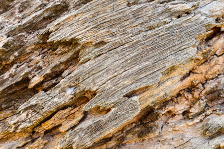 Old Wood Tree Texture 