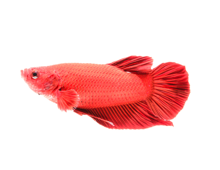 Siamese fighting fish, betta splendid isolated on white の写真素材