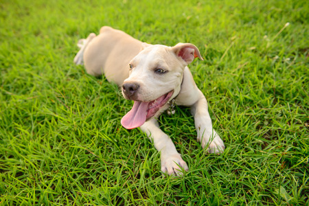 American Pitbull puppy lying on grassの写真素材