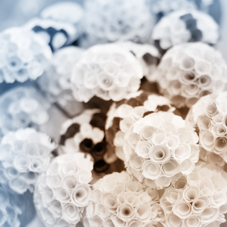 a group of flower, in soft style for backgroundの写真素材