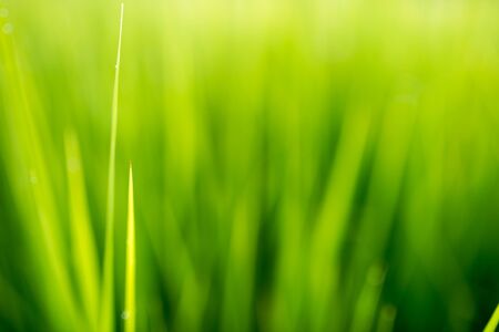 Green backgroundの写真素材