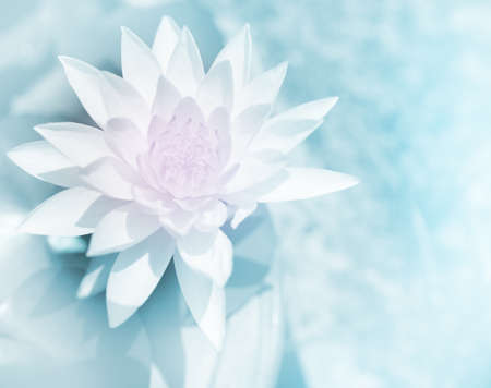 vivid color lotus in soft style for backgroundの写真素材