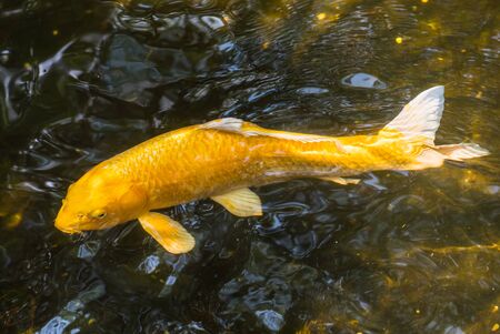 Koi fish swimming in the pondの写真素材