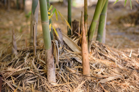 Bamboo shoots, which thrust up from the ground to grow into a clump.の写真素材