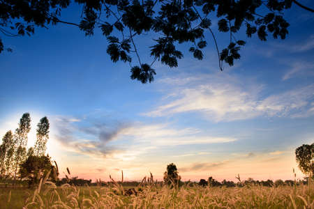 beautiful landscape image with grass flower at sunsetの写真素材