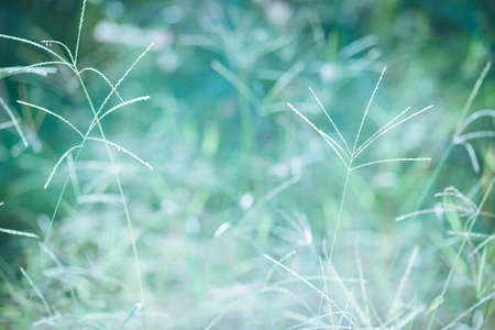 Abstract natural background of natureの写真素材