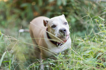 American Pitbull puppy playing on grassの写真素材