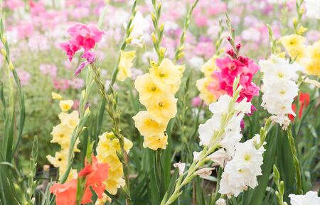 gladiolus flower in gardenの写真素材