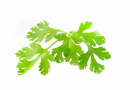 parsley isolated on white backgroundの写真素材