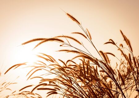 beautiful landscape image with grass flower at sunset
