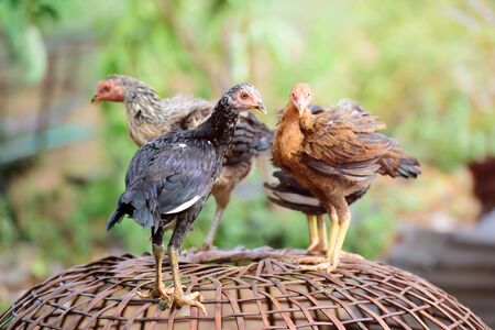 Thailand chicken breed fighters.の写真素材