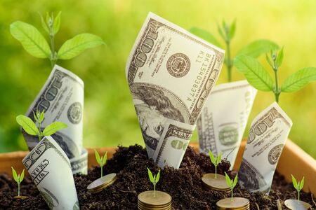Us dollars and gold coin with plant grow from the ground Box ; investment conceptの写真素材