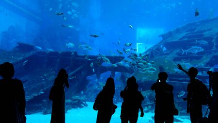 Silhouette people watching fish at the aquariumの写真素材
