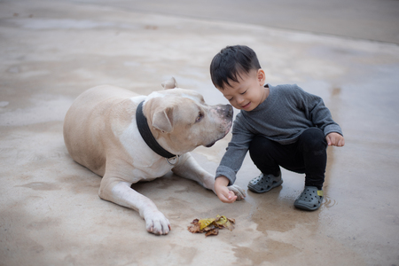 asian baby boy playing with American Pitbull Dog.boy is 2 years old.の写真素材
