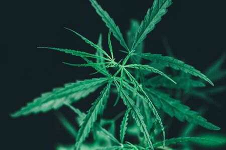 Marijuana leaves, cannabis on a dark background, beautiful backgroundの写真素材