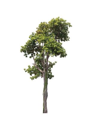 green tree on white backgroundの写真素材