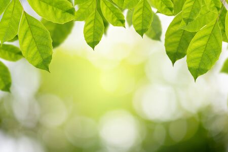 nature view of green leaf on green bokeh background in park with copy space using for backgroundの写真素材