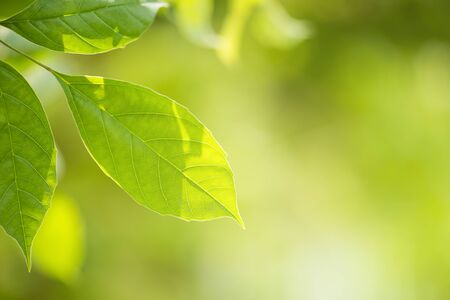 nature view of green leaf on green bokeh background in park with copy space using for backgroundの写真素材