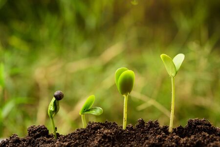 Seedling or Plant sprout growing step over green background.Growth concept.の写真素材