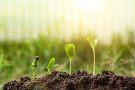 Seedling or Plant sprout growing step over green background.Growth concept.の写真素材