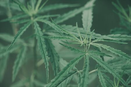 Marijuana leaves, cannabis on a dark background, beautiful backgroundの写真素材