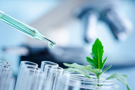 Dropper over test tube dropping sample chemical into sample herbal plaint , biotechnoloy research concept.Natural extractsの写真素材