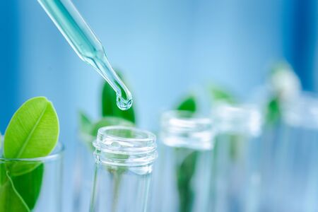 Dropper over test tube dropping sample chemical into sample herbal plaint , biotechnoloy research concept.Natural extractsの写真素材