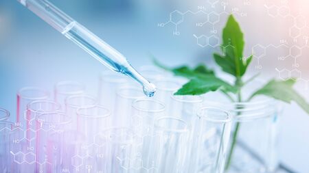 Dropper over test tube dropping sample chemical into sample herbal plaint , biotechnoloy research concept.Natural extractsの写真素材