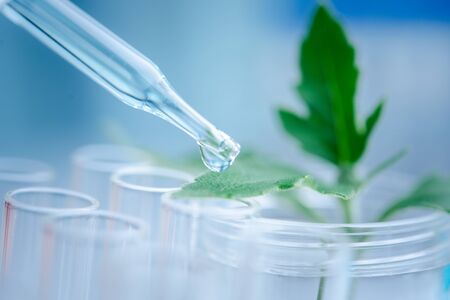 Dropper over test tube dropping sample chemical into sample herbal plant, biotechnology research concept.Natural extractsの写真素材