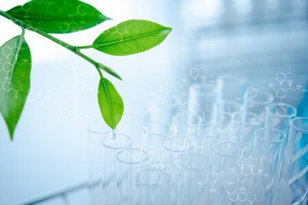 water drop from leaf and laboratory for natural chemistry conceptの写真素材