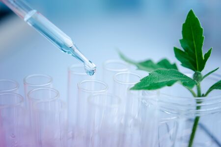 Dropper over test tube dropping sample chemical into sample herbal plaint , biotechnoloy research concept.Natural extractsの写真素材