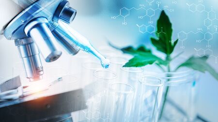 Dropper over test tube dropping sample chemical into sample herbal plaint , biotechnoloy research concept.Natural extractsの写真素材