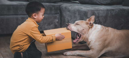 Cute Asian boy is playing with pitbull dogs at home. The relationship of people and cute pets. Warmth in the family.の写真素材