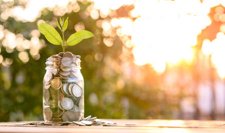 Growing Money, business finance and savings money invest , Balance savings and investment, Plant Growing In Savings Coins, Investment And Interest Conceptの写真素材