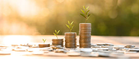 Growing Money, business finance and saving money investment , Money coin stack growing graph, plant growing up on coins. Balance savings and investment.の写真素材