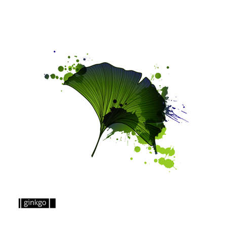 Green leaf of ginkgo with blots.のイラスト素材