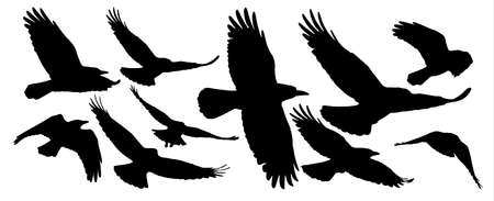 Set of black isolated silhouettes with crowsのイラスト素材