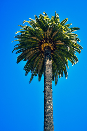 Palm tree on blue skiesの写真素材