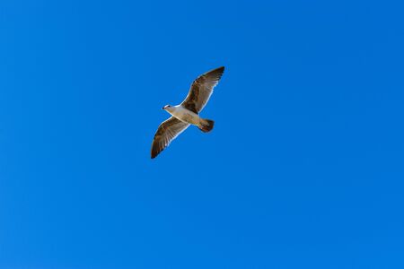 Seagull in the blue skies over Pacific coastの写真素材