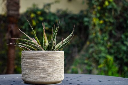 Succulent in the planter - Zebra Haworthiaの写真素材