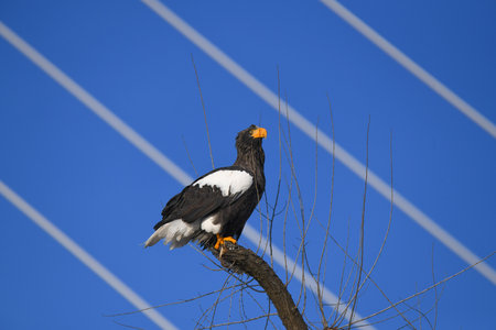 Steller's sea eagle on a branch against the blue sky.の写真素材