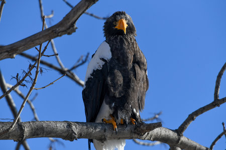 Steller's sea eagle, Haliaeetus pelagicusの写真素材