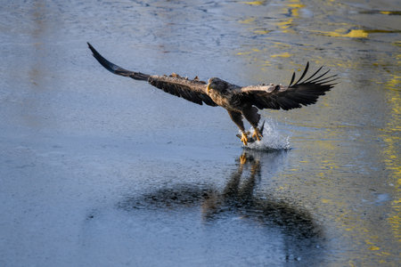 White tailed eagle fishing. White-tailed eagle (Haliaeetus albicilla)