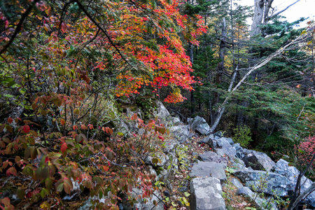 Autumn leaves in the mountains. Colorful autumn leaves in the mountains.の写真素材