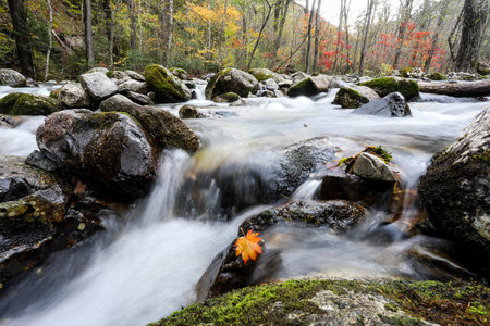 Mountain stream in the autumn forest. Beautiful nature landscape with falling leavesの写真素材