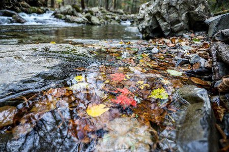 Fallen autumn leaves on the rocks in the forest. Colorful leaves on the water.の写真素材