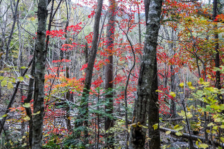 Autumn forest in the mountains. Colorful foliage on the trees.の写真素材