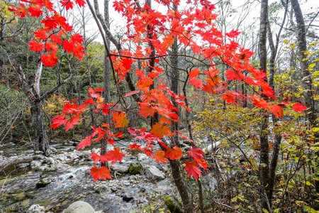 Red maple leaves on the background of a mountain stream in autumn.の写真素材